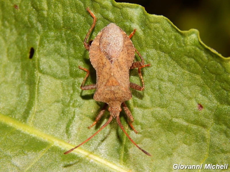 Coreidae: Coreus marginatus della Lombardia (PV)